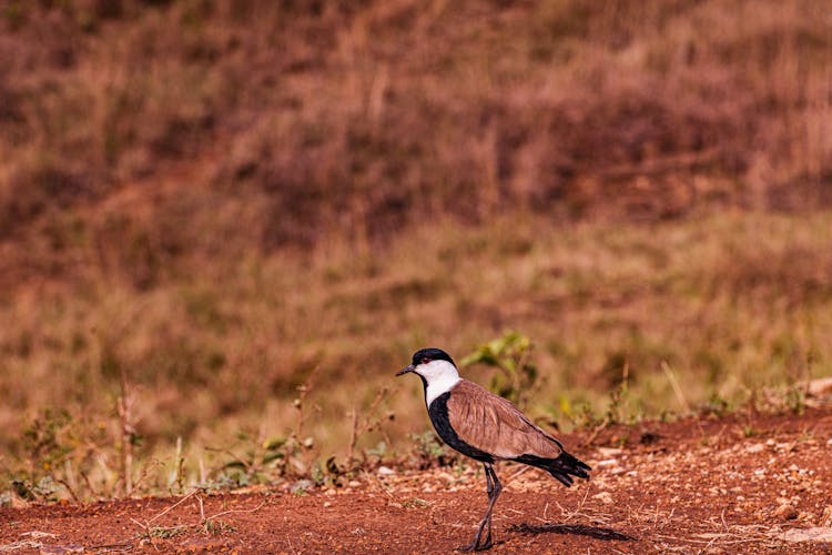 Spur Winged Lapwing Bird Perched On Ground