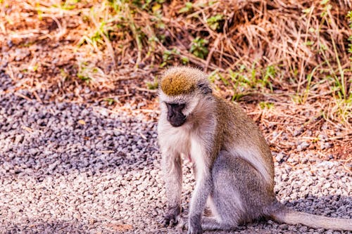 Brown Monkey on Brown Grass