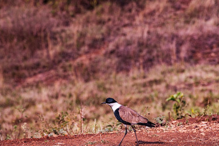 Spur Winged Lapwing Bird Perched On Ground