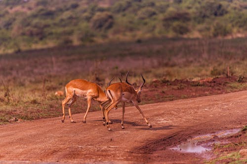 Antelopes Fighting on Ground Photo