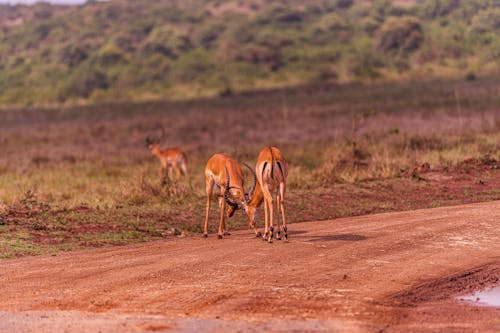 бесплатная Бесплатное стоковое фото с антилопы, бой, выборочный фокус Стоковое фото