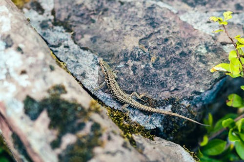 Lizard Climbing on a Rock