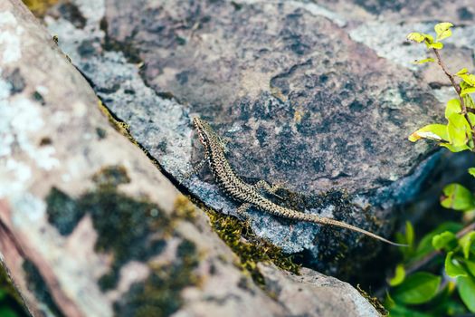 lizard photo