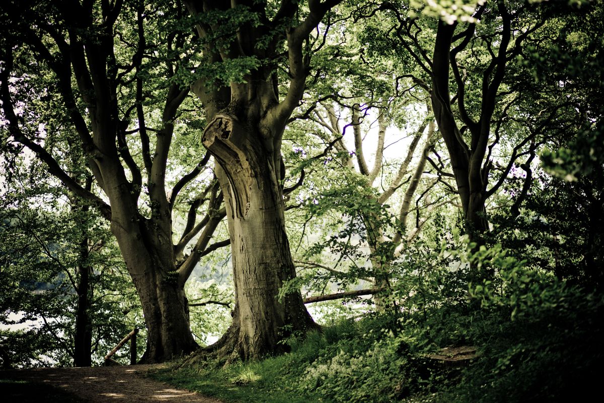 Beech Wood Green Burial, Lincolnshire