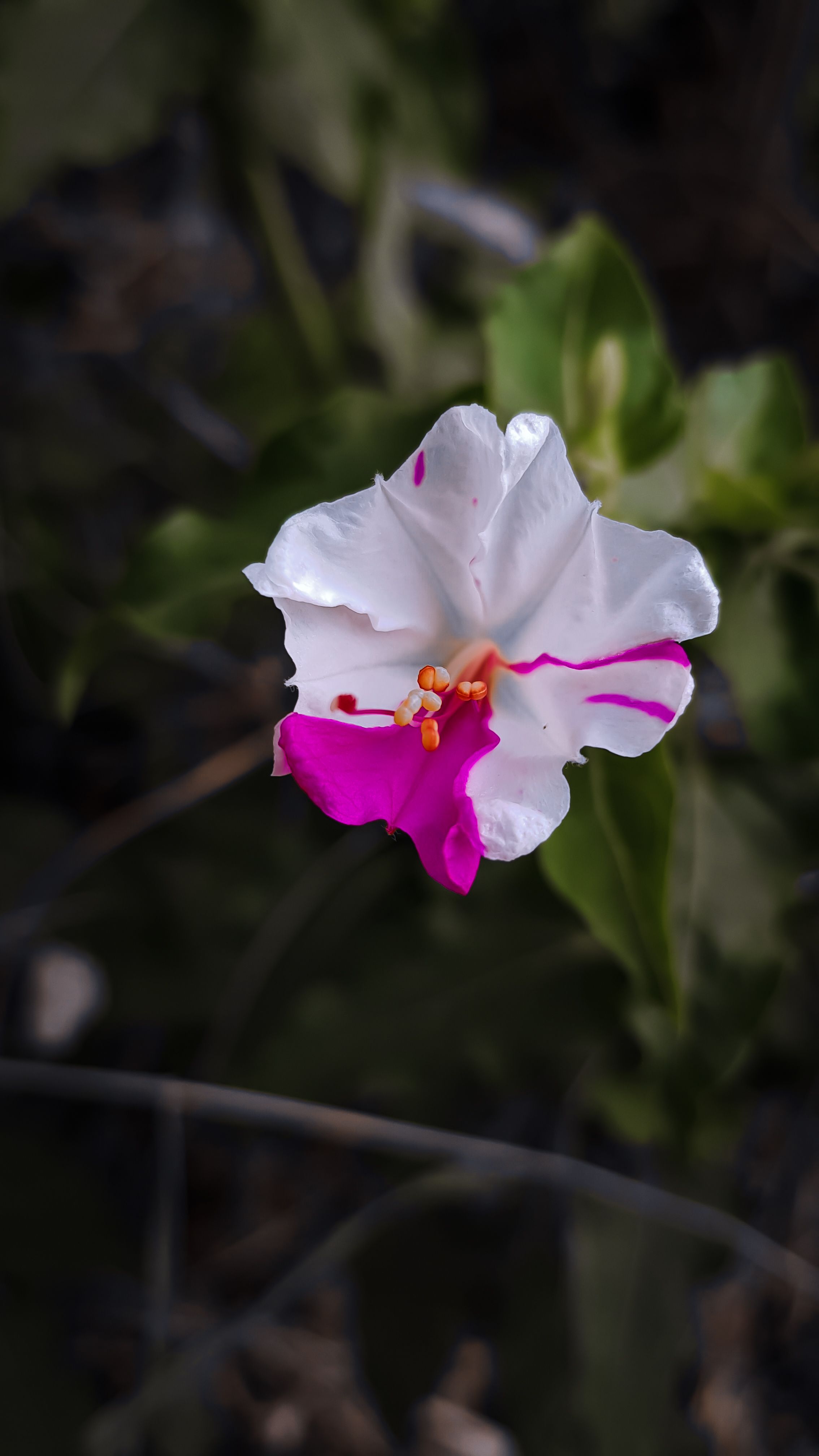 White Flowers in Close Up Shot · Free Stock Photo