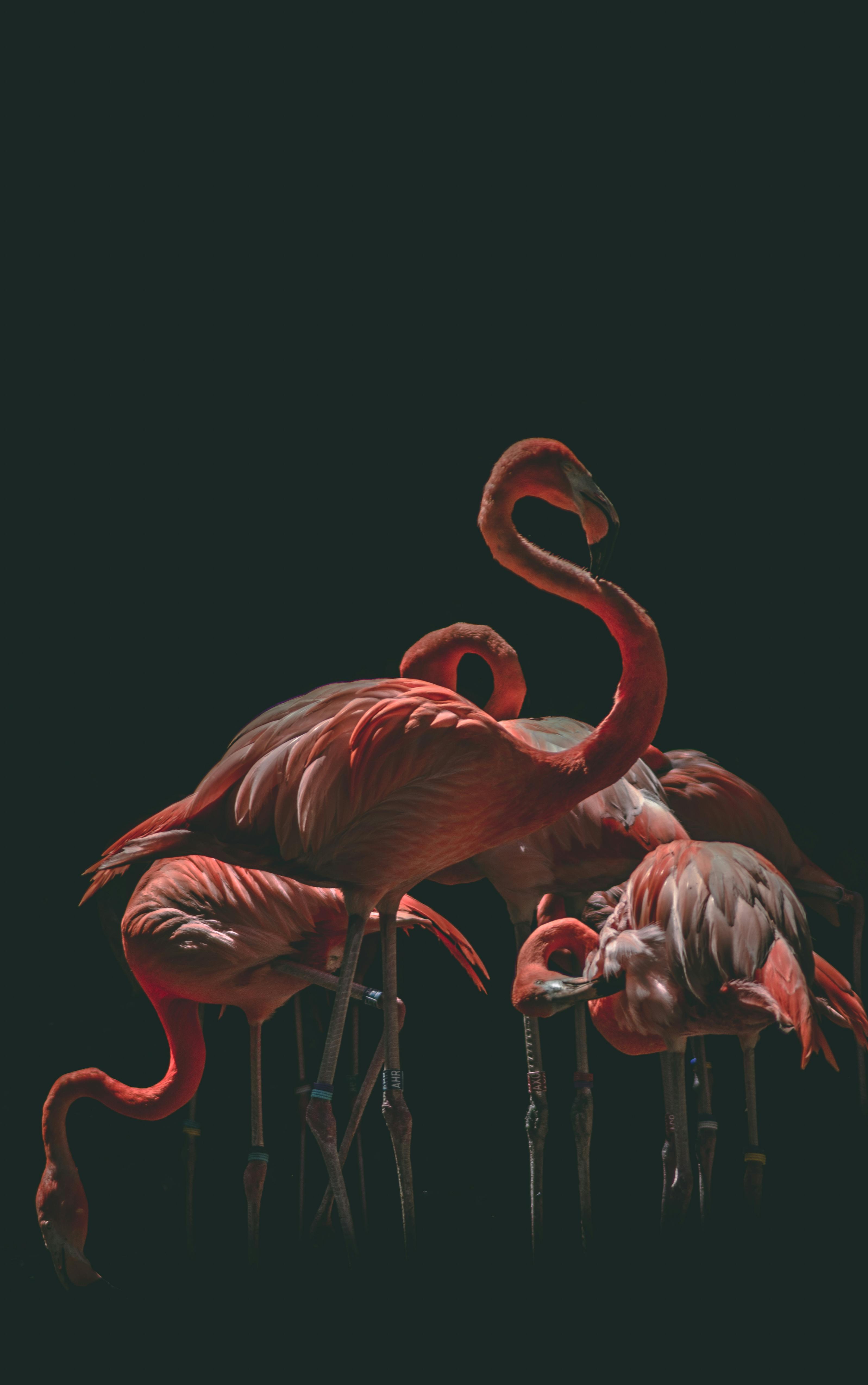 Adorable flamingos 4K wallpaper download