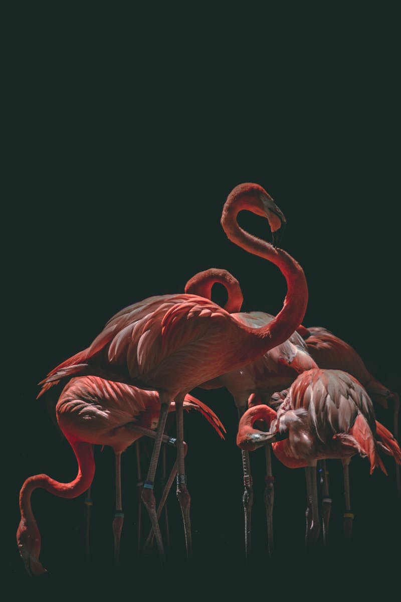 Flock of Flamingo