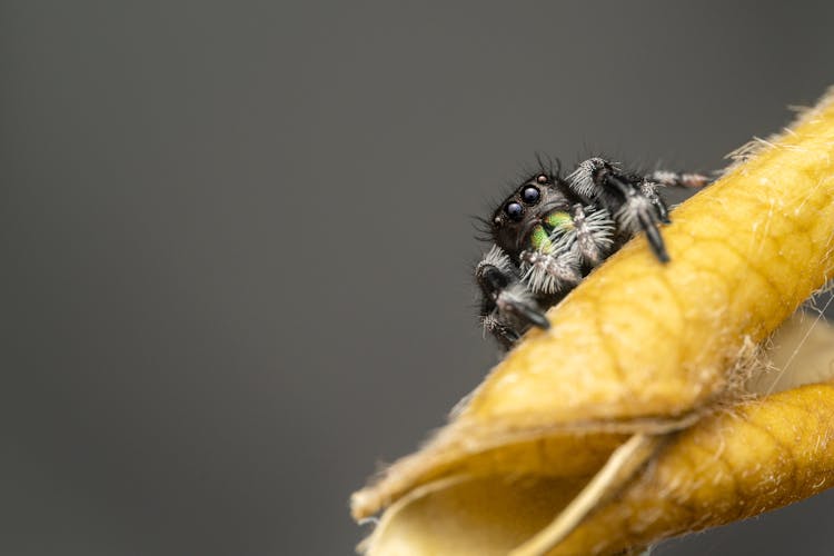 Spider On A Leaf