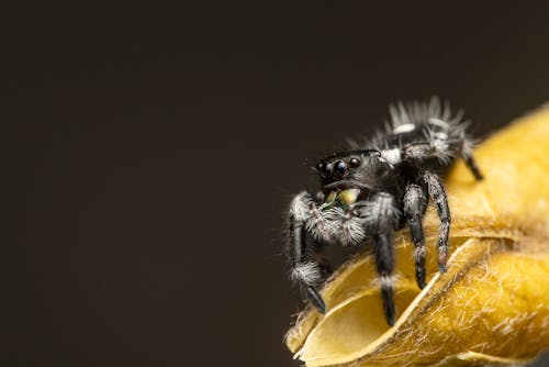 Hairy Spider on a Leaf