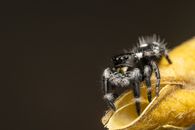 Macro shot of a hairy jumping spider on a leaf with dark background and copy space.