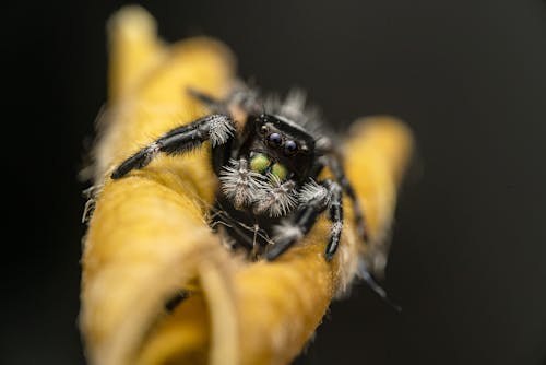 Macro Photography of a Black Jumping Spider