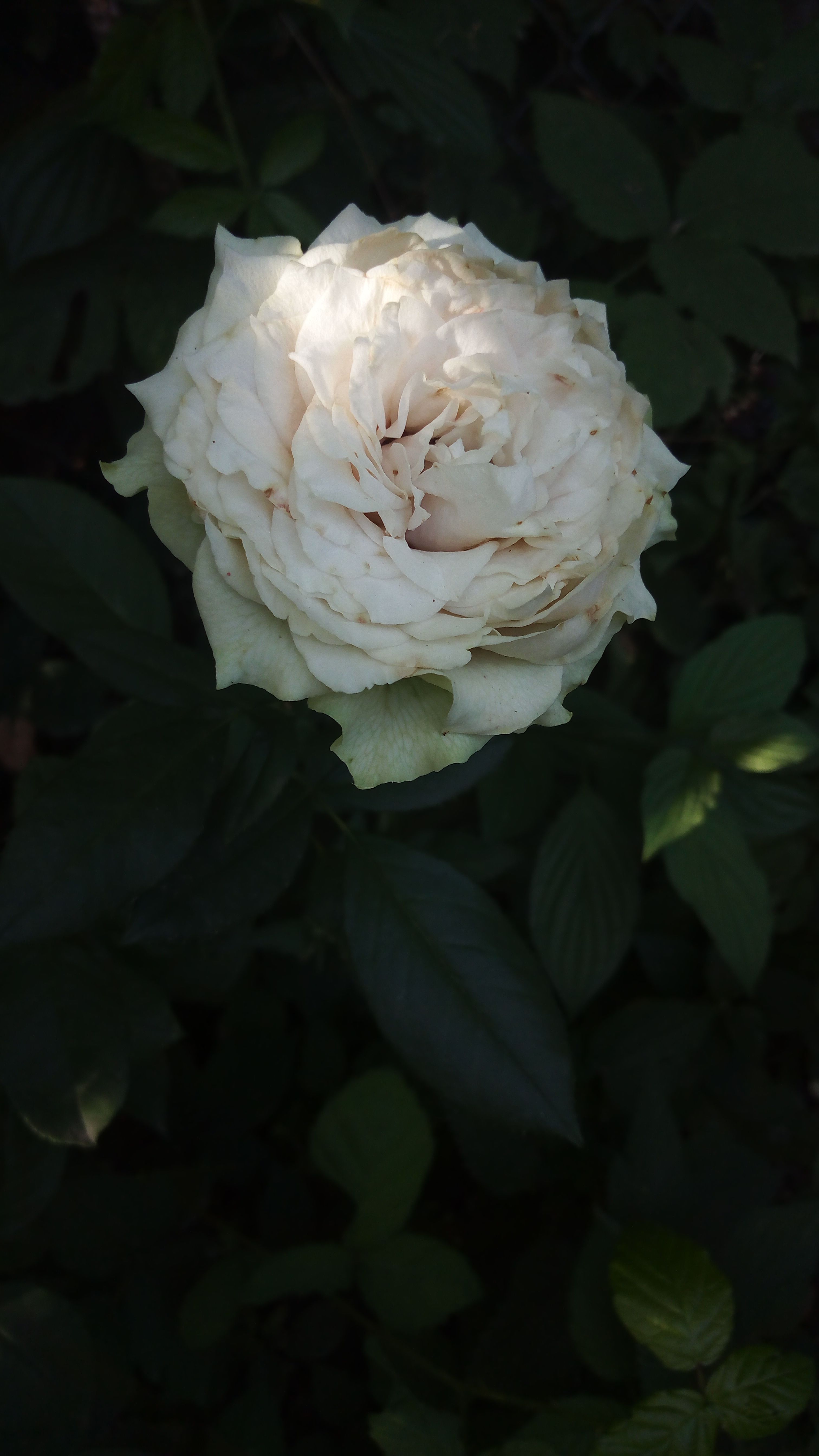 Close-up of a blooming white rose with lush green leaves, captured in natural lighting.