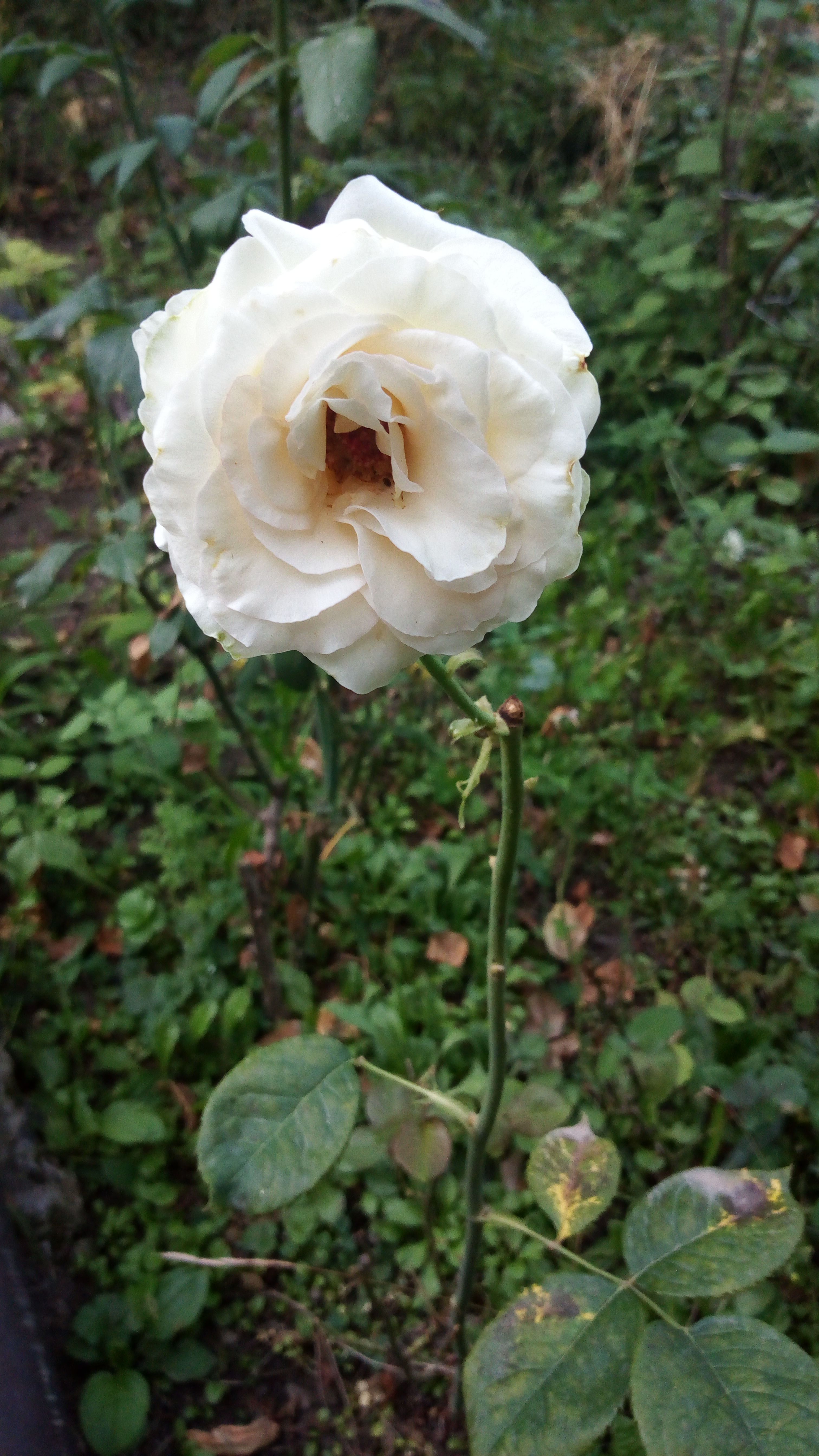 Close-up of a blooming white rose with green foliage background.