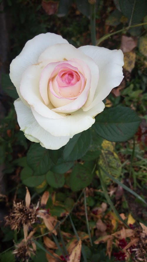 Gratis lagerfoto af blomst, blomsterfotografering, flora