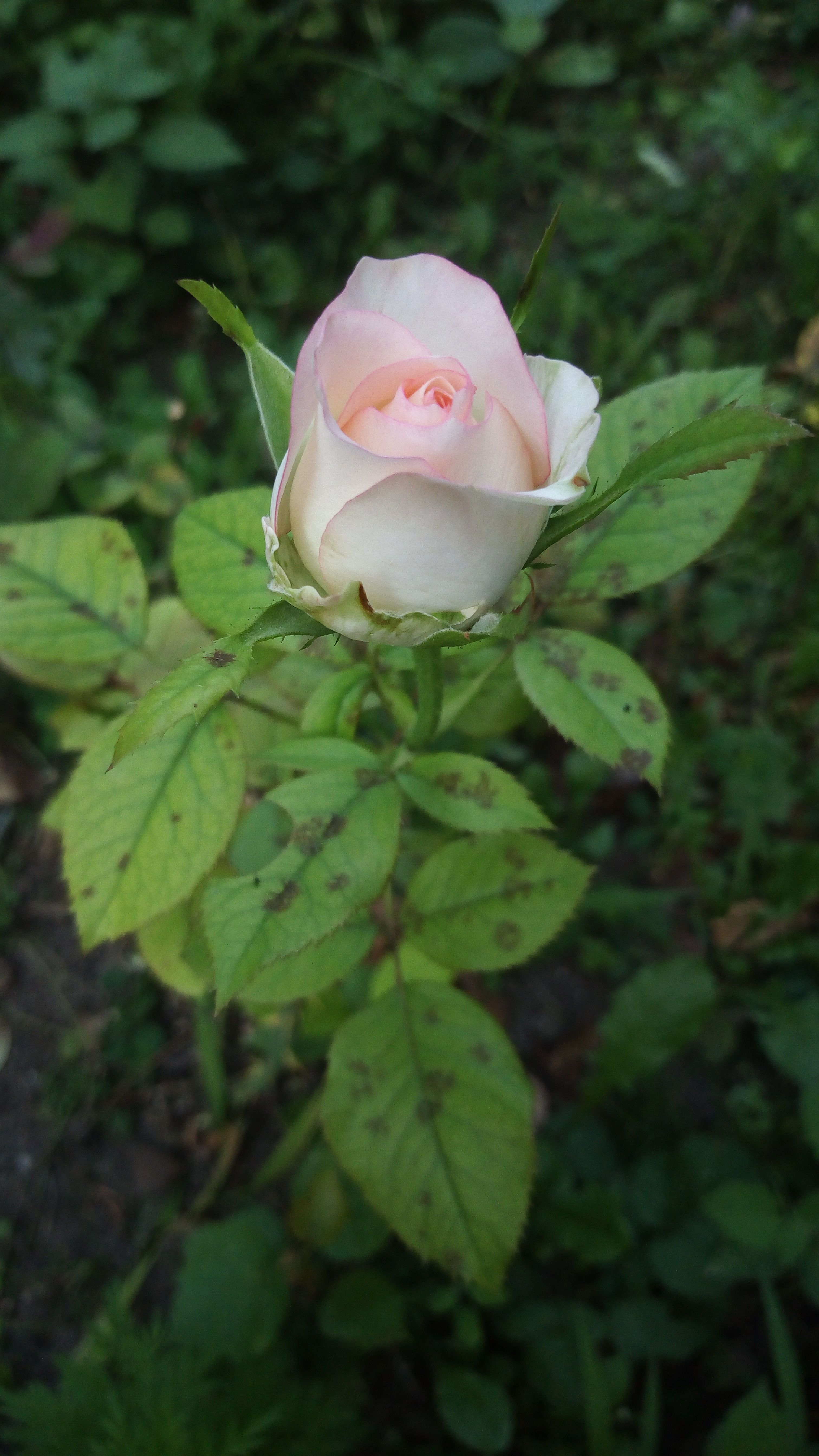 Close-up of a gently blooming pink rose in an outdoor garden showcasing natural beauty.
