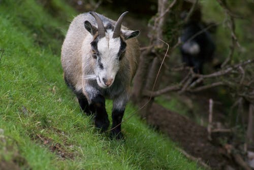 Goat Grazing on Grass Field