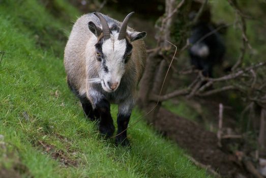 Free stock photo of animal, goat, pigmy goat