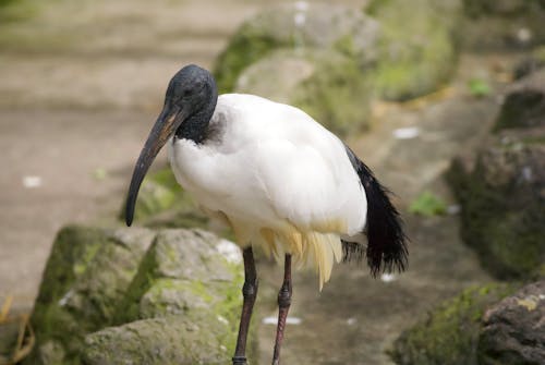 Kostenloses Stock Foto zu ibis, nahansicht, tier