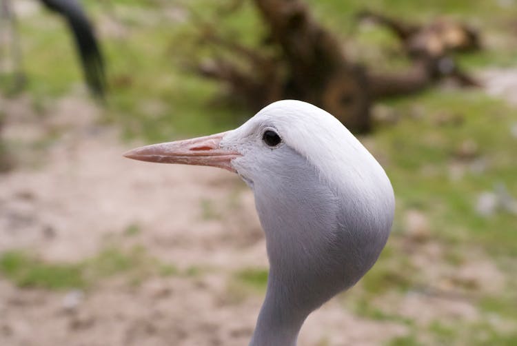 Close Up Photo Of A White Bird