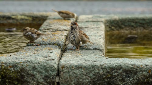 Free Eurasian Tree Sparrow Birds Perched on Concrete Rock Close-Up Photo Stock Photo