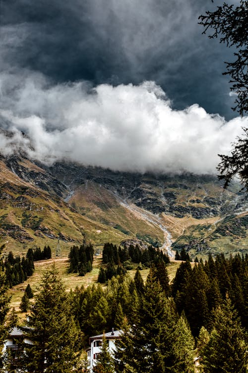 Aerial View of Green Trees on Mountain