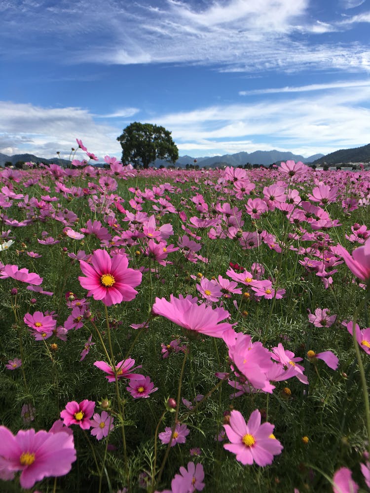 Garden Cosmos Flower Field