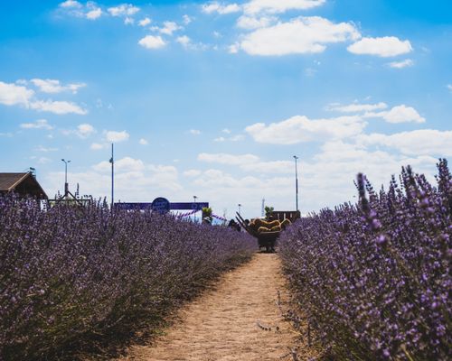 Free Beautiful lavender field with a clear blue sky, showcasing vibrant purple flowers and a tranquil setting. Stock Photo