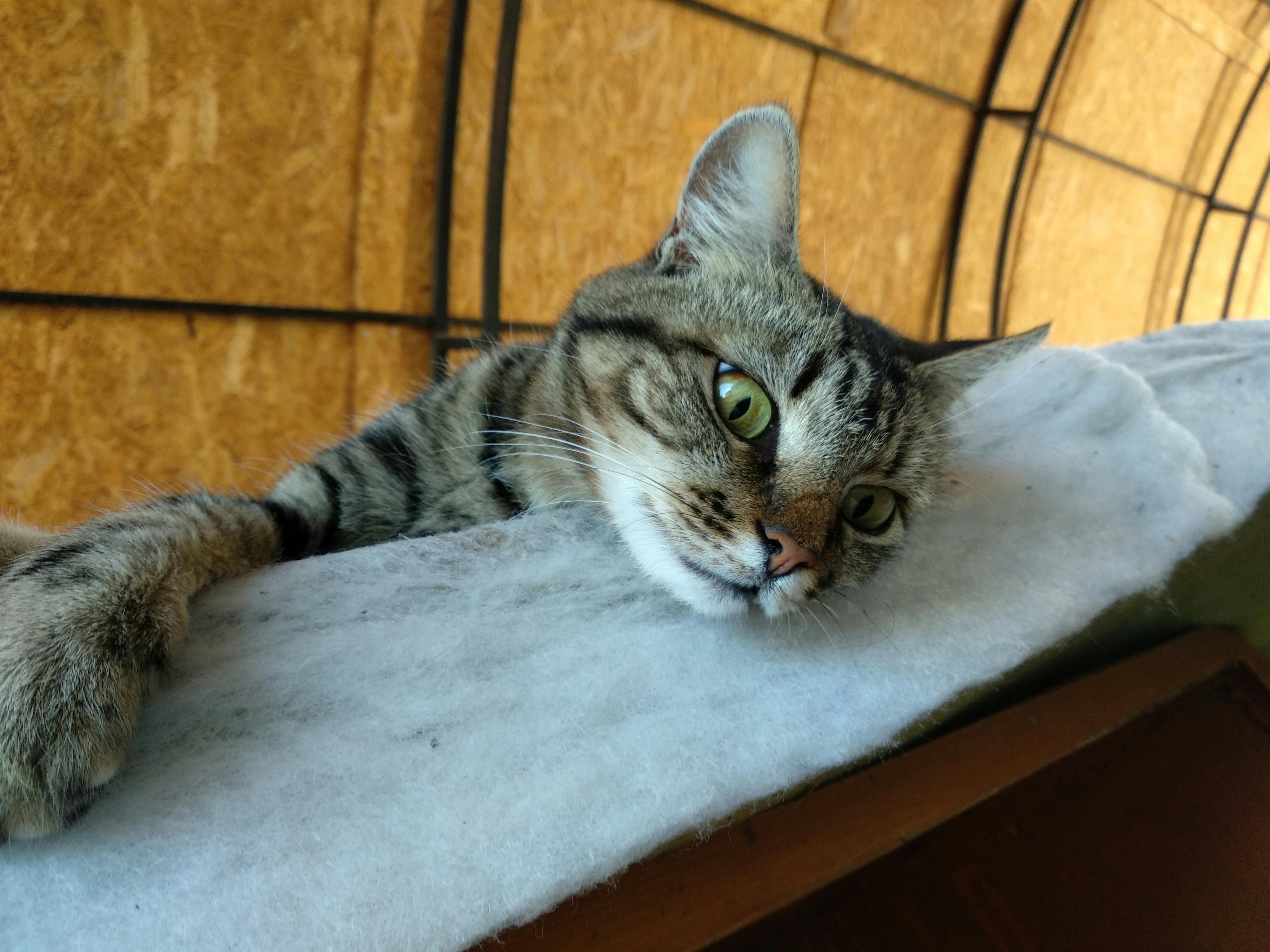 Gratuit Photos gratuites de chat, chats Photos