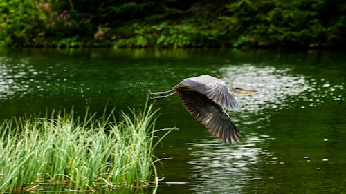 Darmowe zdjęcie z galerii z czapla siwa, fotografia ptaków, jezioro