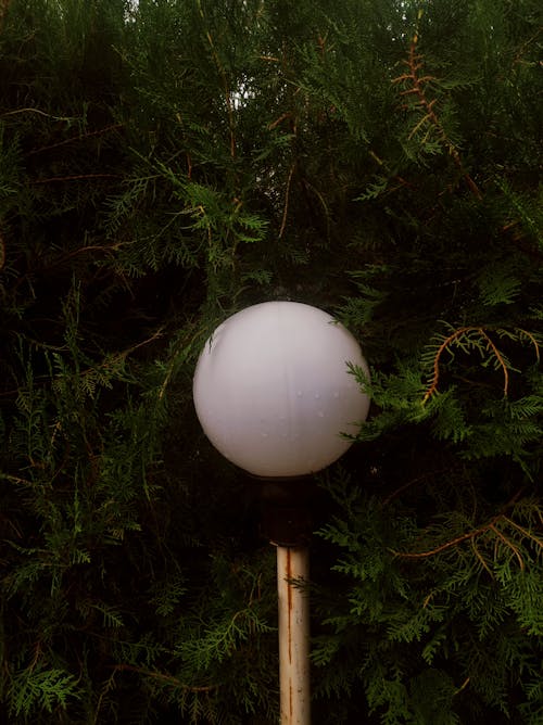 White Round Ball on Green Tree