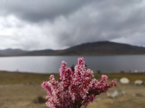 Free Pink flowers in focus with a tranquil mountain lake and cloudy sky in the background. Stock Photo