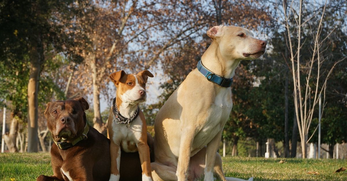 Three pitbull dogs sitting together on a sunny day in a green park.