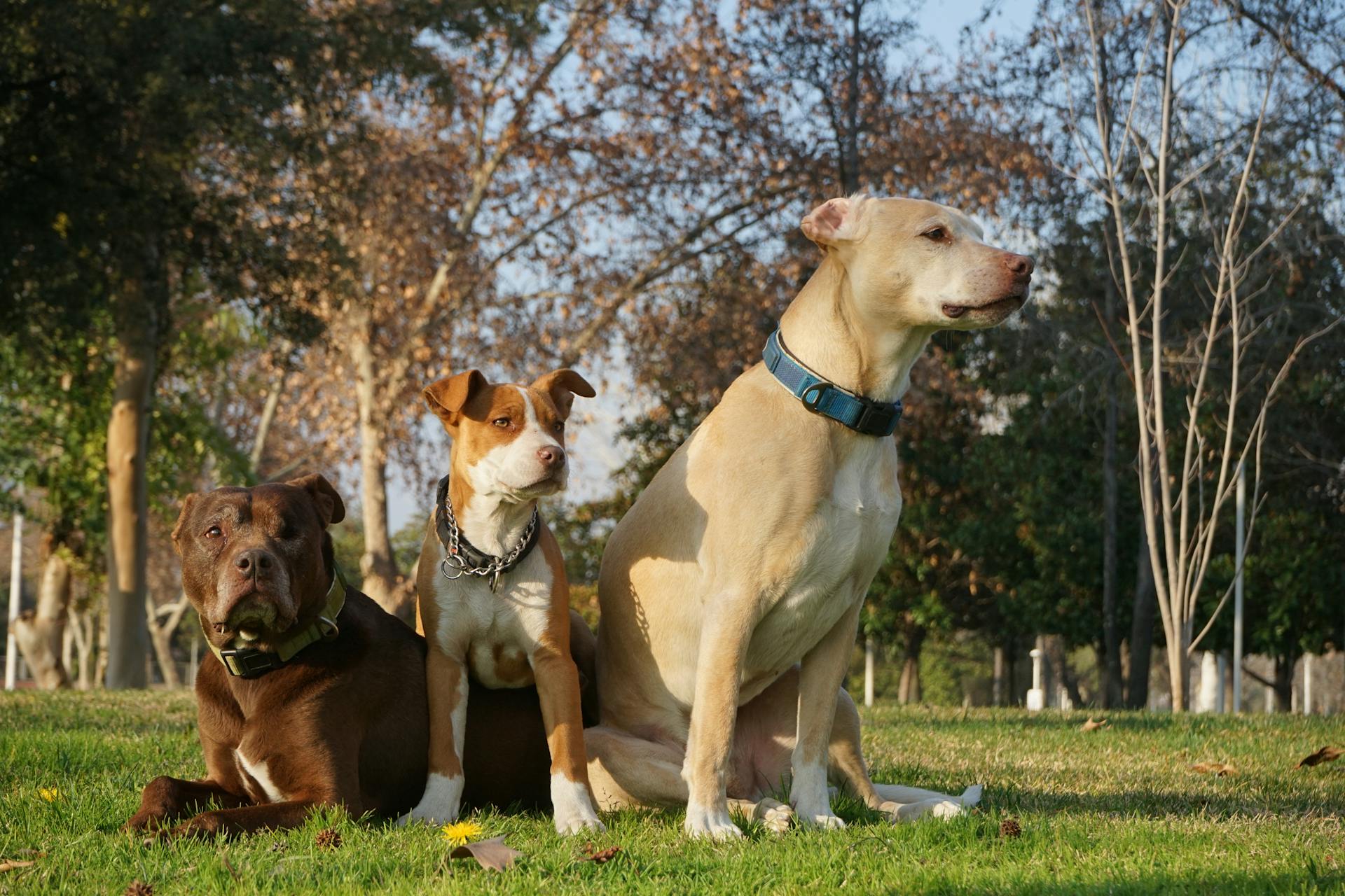 Dogs on Green Grass Field