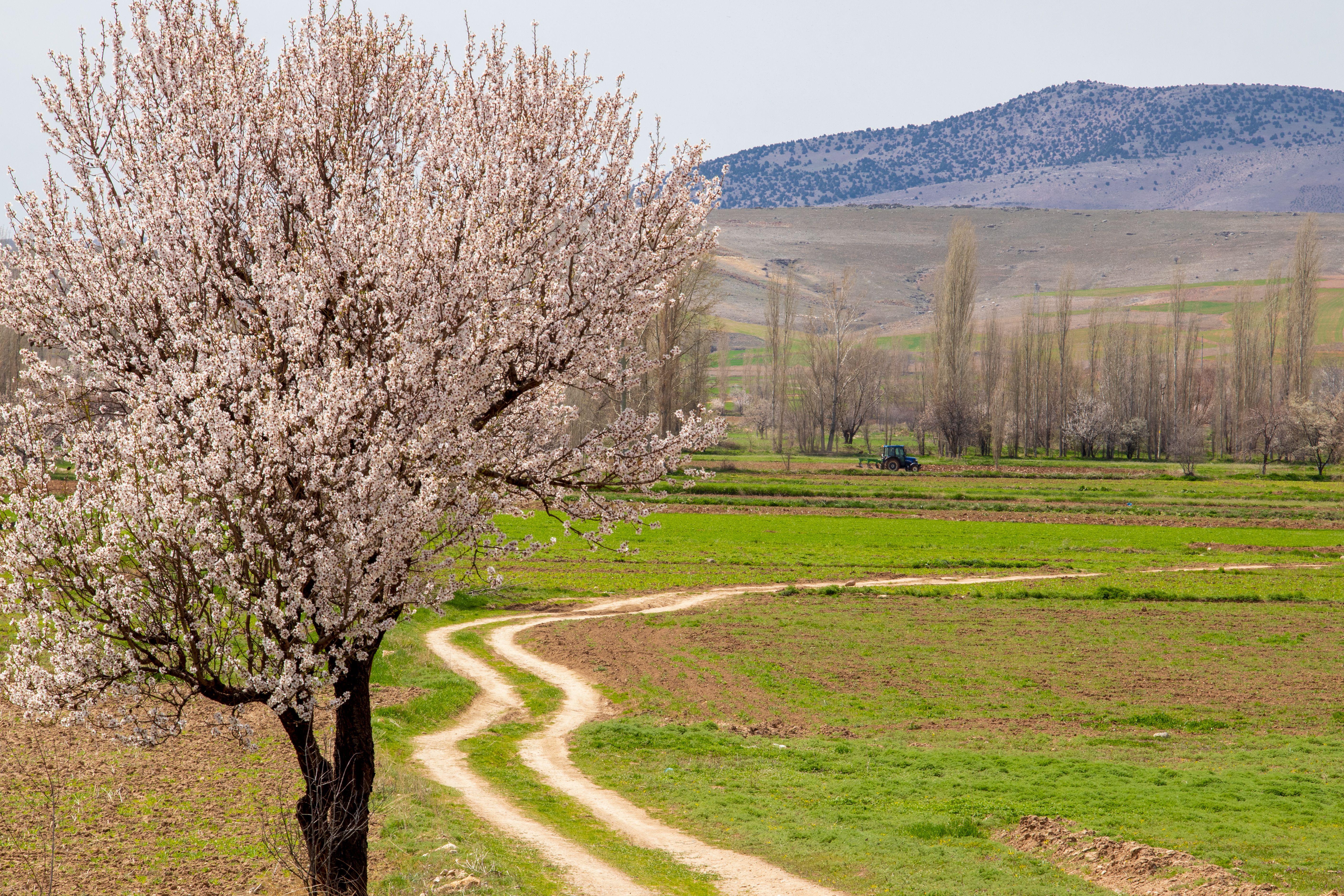 Warm valley farmland and a dirt road at Tepanguare, southern La Paz