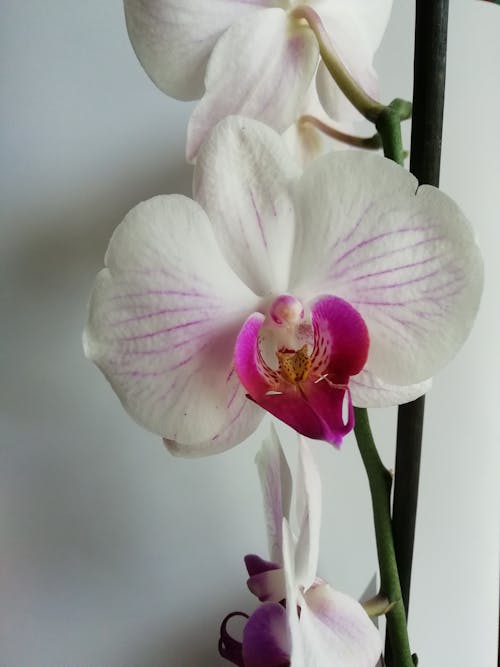 Imagine de stoc gratuită din alb, Phalaenopsis