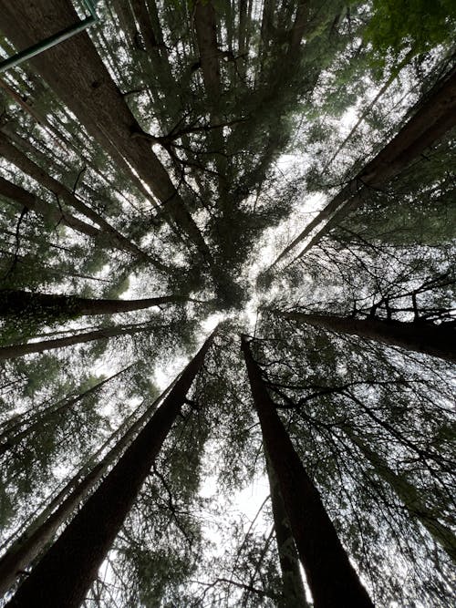 Imagine de stoc gratuită din arbori, fotografie cu unghi mic, fotografiere verticală