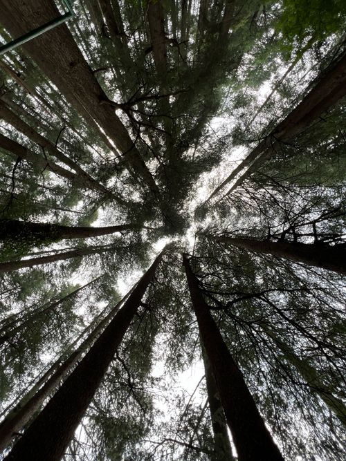 Free Looking up at towering pine trees in a Himachal Pradesh forest. Stock Photo