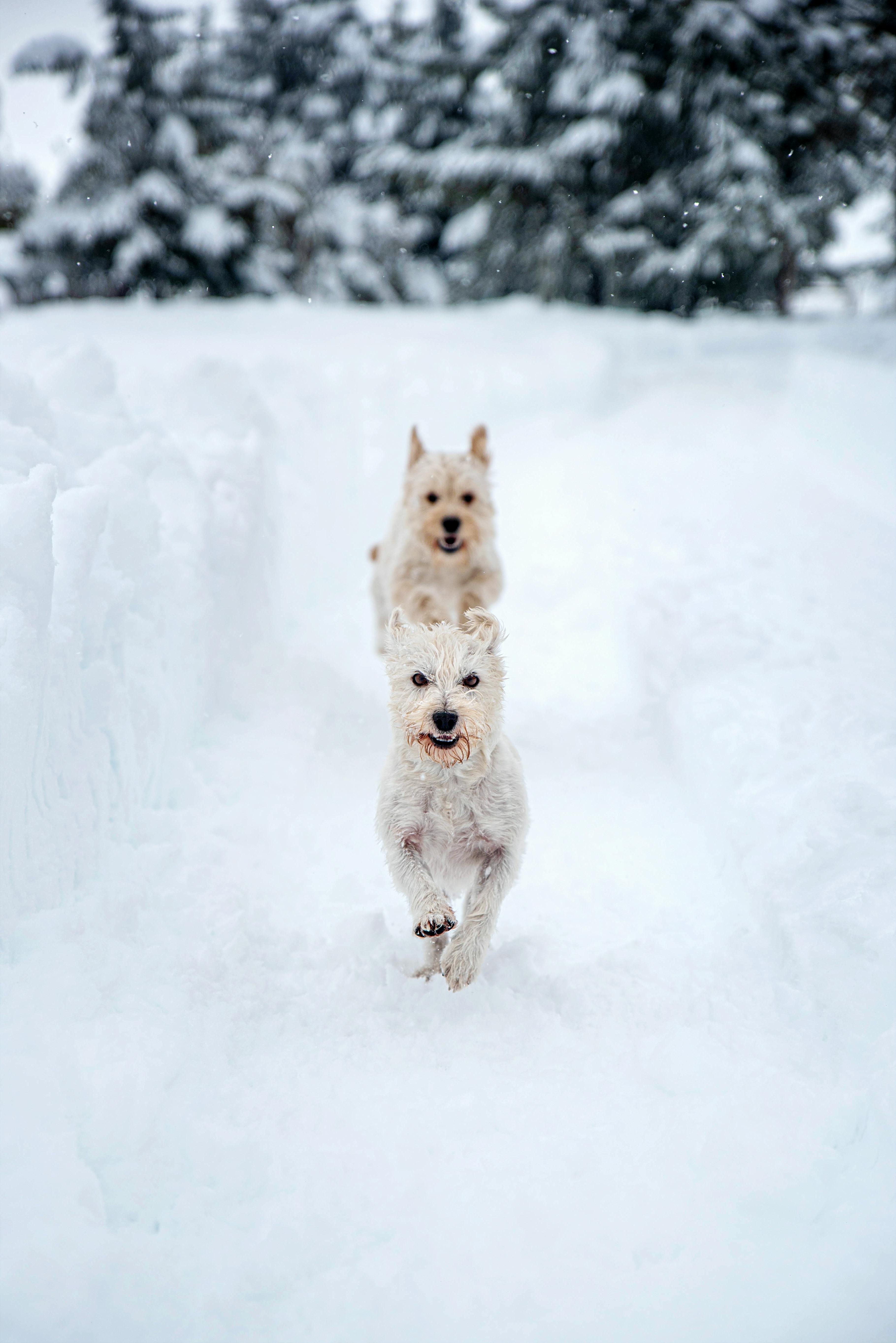 West Highland White Terrier image