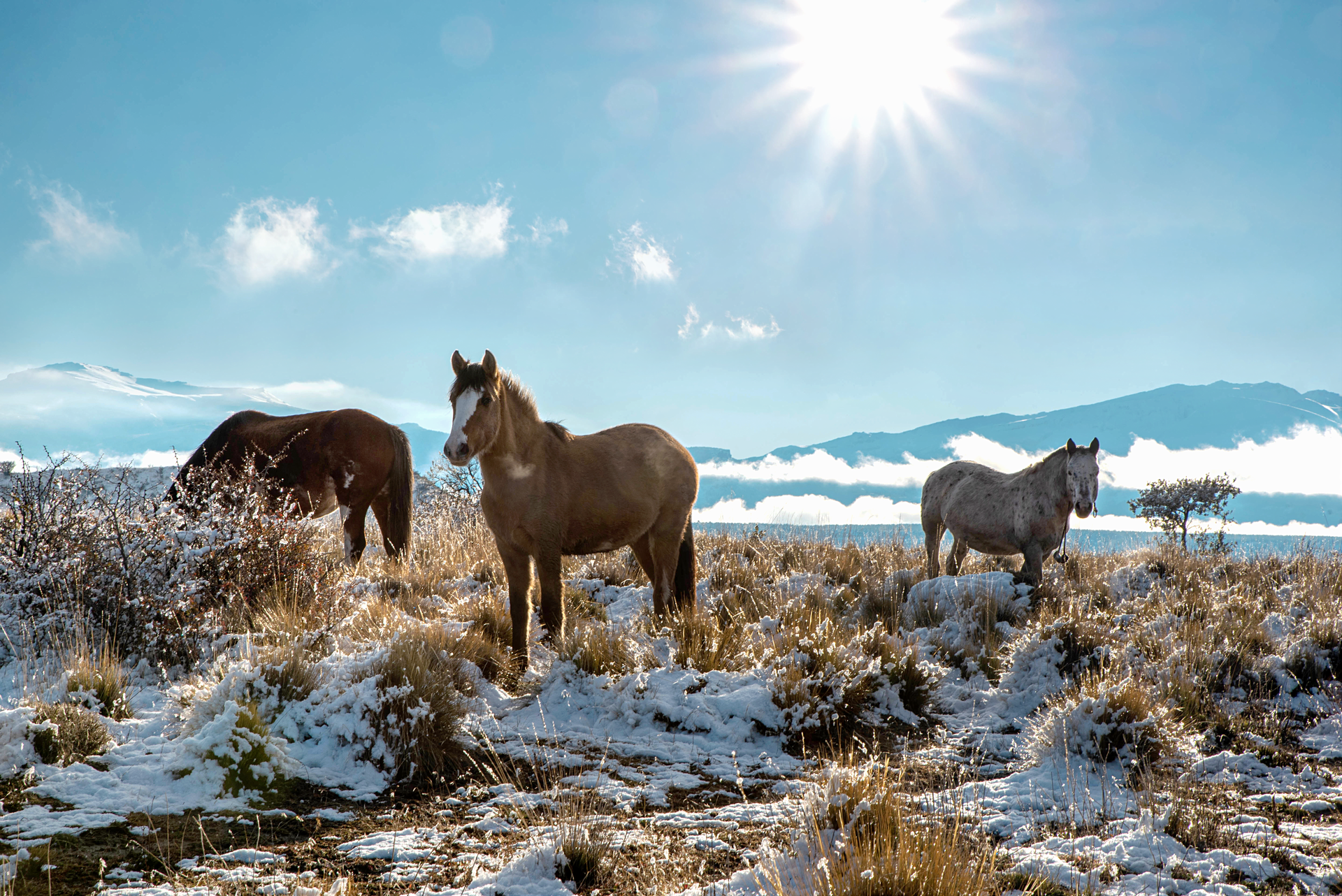 Horses on Brown Field
