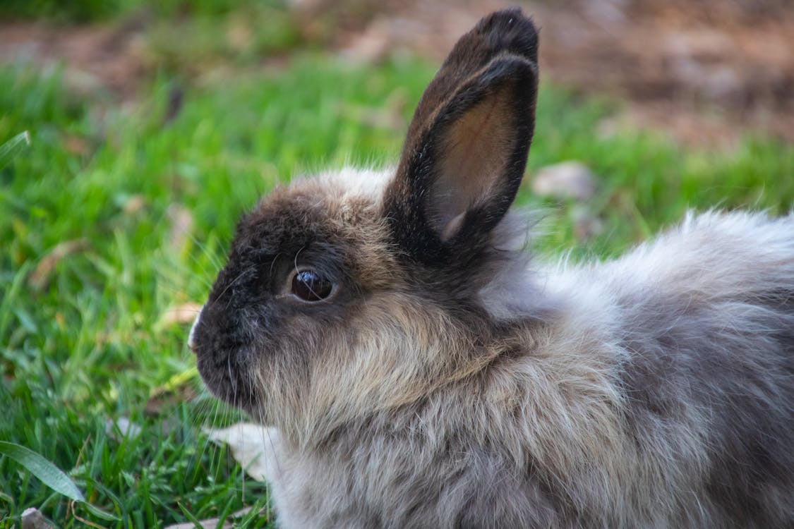 Free Shallow Focus Photography of Gray Rabbit Stock Photo