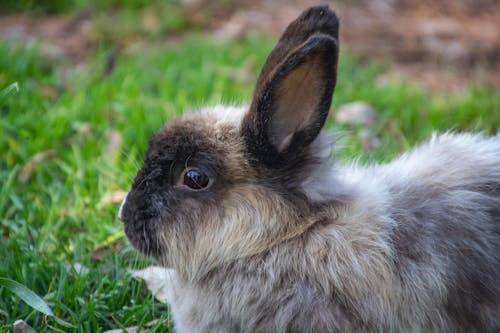 Photographie De Mise Au Point Peu Profonde De Lapin Gris