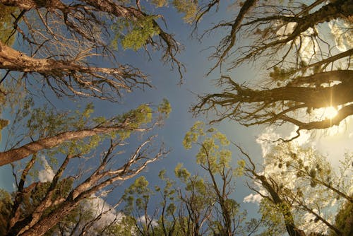 Green Trees During Sunset