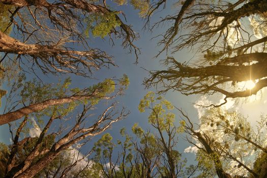 Looking up at towering trees with sunlight peeking through in Merefa, Ukraine.