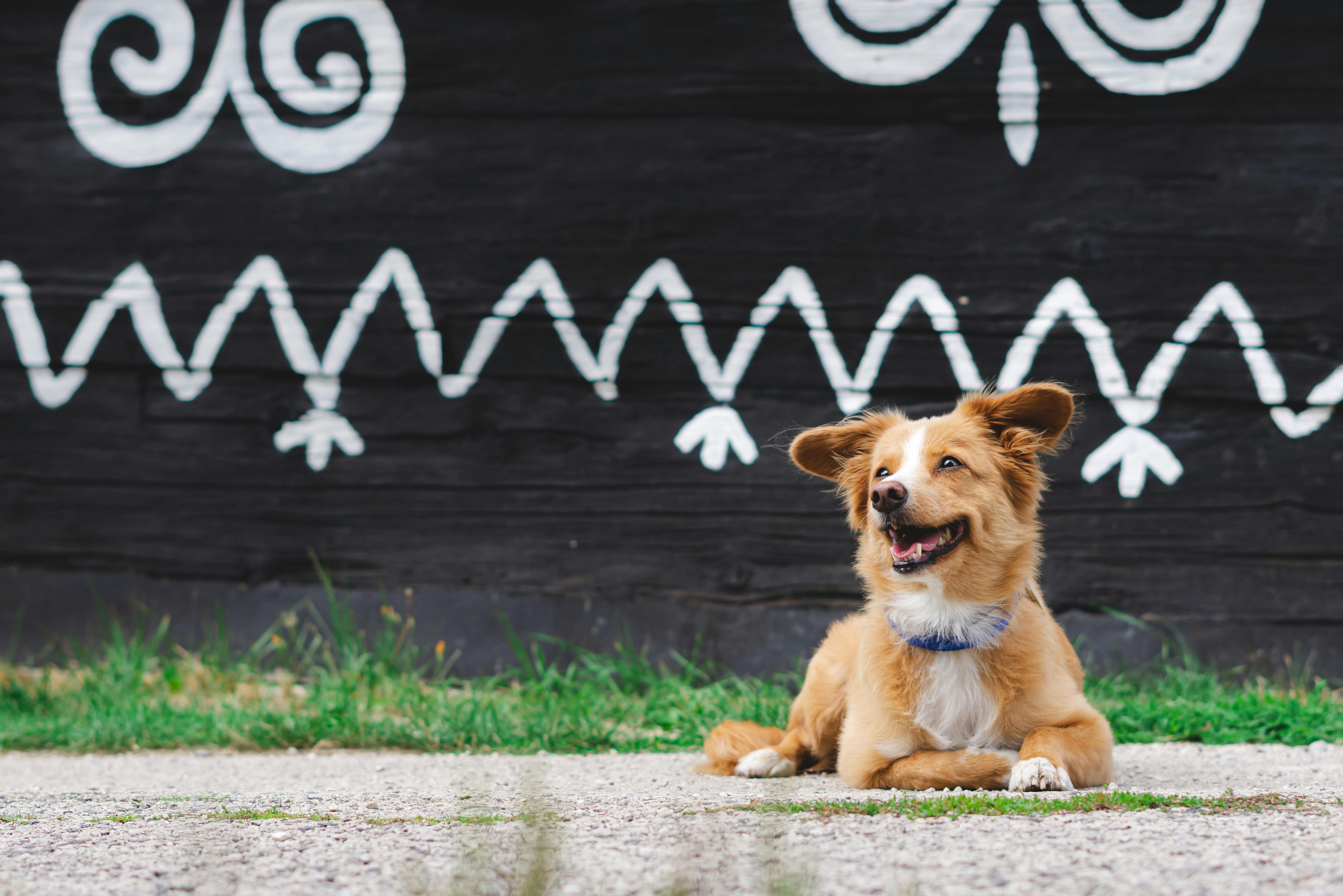 pet technology companies — Photo by Dominika on Pexels
