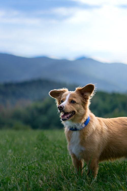 Free A cheerful dog stands in a lush meadow with mountains in the background, enjoying a sunny day. Stock Photo