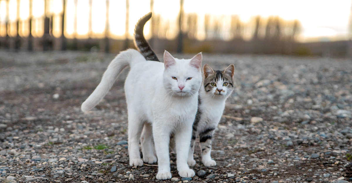 All Two Cats Photo of Two Cats · Free Stock Photo