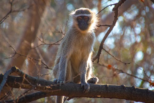 Beige Chimpanzee on Focus Photo