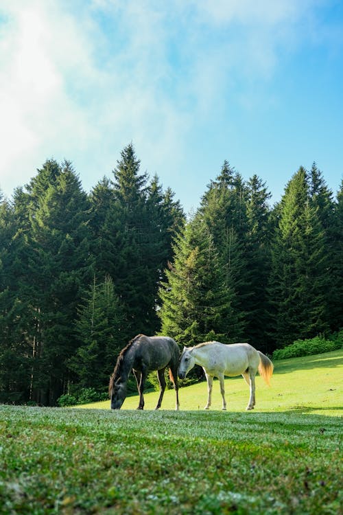 Gratis lagerfoto af bane, dyrefotografering, equus Lagerfoto
