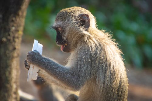 Foco Raso Fotografia De Macaco Segurando Uma Tampa De Plástico