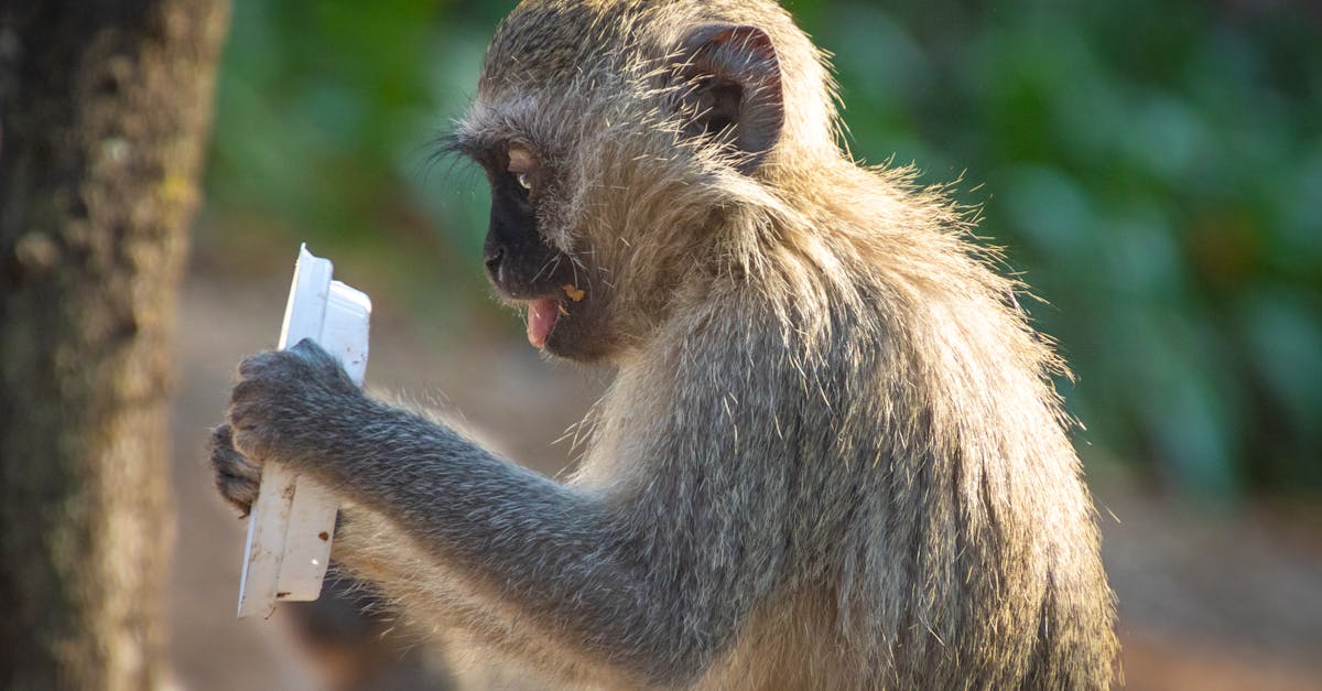 科技:空氣微塑膠全球擴散,森林能否成為天然過濾屏障?